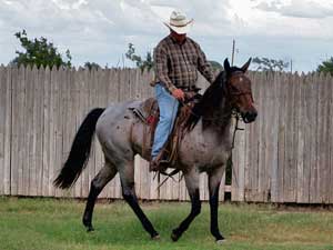 Blue Valentine, Tanquery Gin and Sugar Bars ranch bred colt for sale