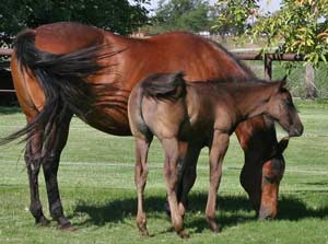 Joe Hancock, Jackie Bee and Sugar Bars ranch bred blue roan colt for sale at CNR Quarter Horses in Lubbock, Texas