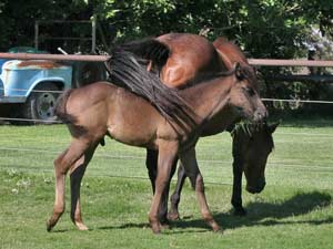 Joe Hancock, Jackie Bee and Sugar Bars ranch bred blue roan colt for sale at CNR Quarter Horses in Lubbock, Texas