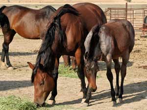 Tanquery Gin and Sugar Bars bred filly ~ 2 yrs old