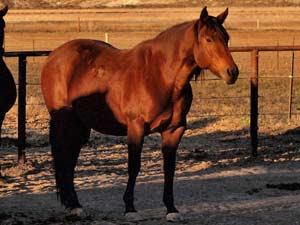 Tanquery Gin and Sugar Bars bred filly ~ 2 yrs old