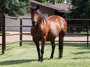 Tanquery Gin and Sugar Bars bred mare