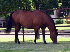 Tanquery Gin and Sugar Bars bred mare