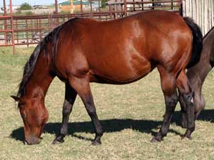 Tanquery Gin and Sugar Bars bred filly ~ 2 yrs old