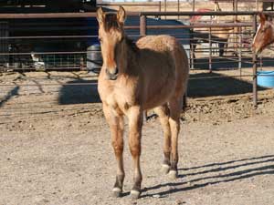 Blue Valentine, Tanquery Gin and Sugar Bars ranch bred dun filly for sale