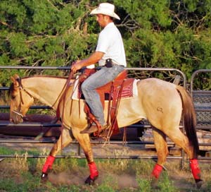 Blue Valentine, Tanquery Gin and Sugar Bars ranch bred dun filly for sale