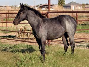 Joe Hancock & 4 Times Blue Valentine bred at CNR Quarter Horses in Lubbock, Texas