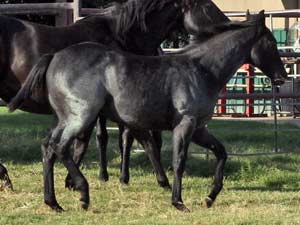 Horse Joe Hancock & D4 Times Blue Valentine bred at CNR Quarter Horses in Lubbock, Texas