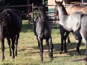 Horse Joe Hancock & D4 Times Blue Valentine bred at CNR Quarter Horses in Lubbock, Texas