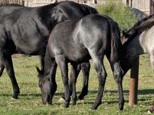 Joe Hancock & 4 Times Blue Valentine bred at CNR Quarter Horses in Lubbock, Texas