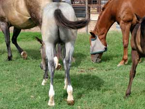 First Down Dash, Boon Bar and Blue Valentine blue roan colt for sale in Texas