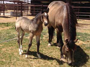 First Down Dash, Boon Bar and Blue Valentine blue roan colt for sale in Texas