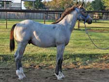 First Down Dash, Boon Bar and Blue Valentine buckskin colt for sale in Texas