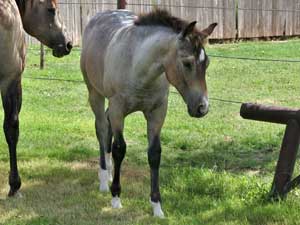 First Down Dash, Boon Bar and Blue Valentine blue roan colt for sale in Texas