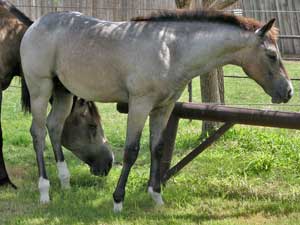 First Down Dash, Boon Bar and Blue Valentine blue roan colt for sale in Texas