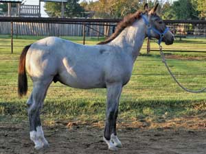 First Down Dash, Boon Bar and Blue Valentine blue roan colt for sale in Texas