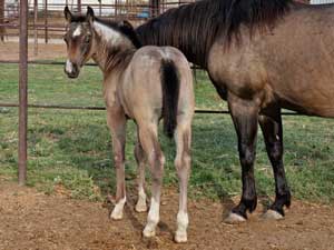 First Down Dash, Boon Bar and Blue Valentine buckskin colt for sale in Texas