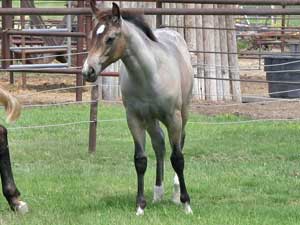First Down Dash, Boon Bar and Blue Valentine blue roan colt for sale in Texas