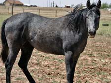 Triple bred Blue Valentine and the magic cross of Sugar Bars and Leo breeding