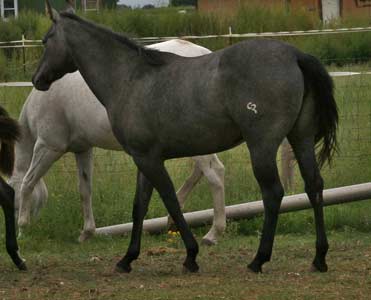 Hollywood Gold and Doc O'Lena bred