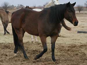 CNR Jackie Drift 101 brown mare Blue Valentine bred granddaughter of Ruano Rojo