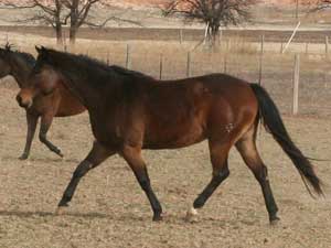 CNR Jackie Drift 101 brown mare Blue Valentine bred