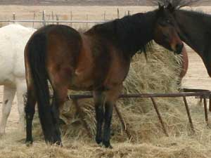 CNR Jackie Drift 101 brown mare Blue Valentine bred