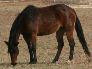 CNR Jackie Drift 101 brown mare Blue Valentine bred