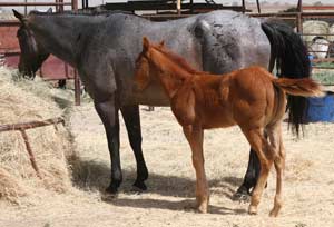 CNR Joe Leo Bueno blue roan mare Joe Hancock - Blue Valentine bred