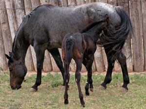 CNR Joe Leo Bueno blue roan mare Joe Hancock - Blue Valentine bred