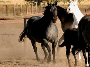 CNR Joe Leo Bueno blue roan mare Joe Hancock - Blue Valentine bred