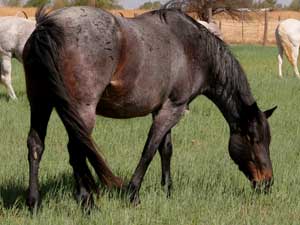 CNR Joe Leo Bueno blue roan mare Joe Hancock - Blue Valentine bred