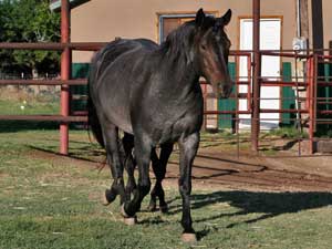 CNR Joe Leo Bueno blue roan mare Joe Hancock - Blue Valentine bred