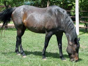 CNR Joe Leo Bueno blue roan mare Joe Hancock - Blue Valentine bred