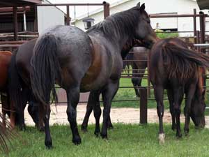 CNR Joe Leo Bueno blue roan mare Joe Hancock - Blue Valentine bred