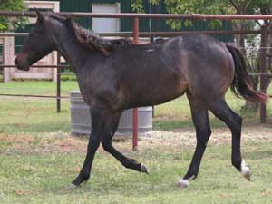 Blue roan colts for sale in Texas with Joe Hancock, Blue Valentine & Leo bloodlines at CNR Quarter Horses in Lubbock, Texas