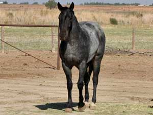 Blue roan colts for sale in Texas with Joe Hancock, Blue Valentine & Leo bloodlines at CNR Quarter Horses in Lubbock, Texas