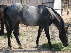 Blue roan colts for sale in Texas with Joe Hancock, Blue Valentine & Leo bloodlines at CNR Quarter Horses in Lubbock, Texas