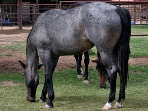 Blue roan colts for sale in Texas with Joe Hancock, Blue Valentine & Leo bloodlines at CNR Quarter Horses in Lubbock, Texas