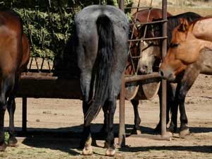 Blue roan colts for sale in Texas with Joe Hancock, Blue Valentine & Leo bloodlines at CNR Quarter Horses in Lubbock, Texas