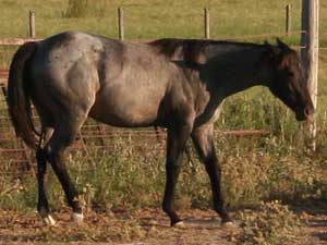Blue roan colts for sale in Texas with Joe Hancock, Blue Valentine & Leo bloodlines at CNR Quarter Horses in Lubbock, Texas