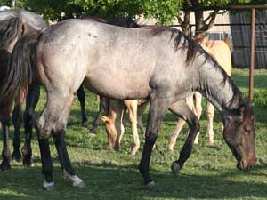 Blue roan colts for sale in Texas with Joe Hancock, Blue Valentine & Leo bloodlines at CNR Quarter Horses in Lubbock, Texas