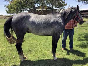 AQHA registered Hancock bred quarter horse at CNR Quarter Horses in Lubbock, Texas