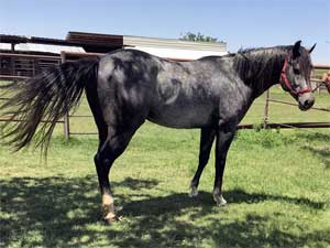 AQHA registered Hancock bred quarter horse at CNR Quarter Horses in Lubbock, Texas