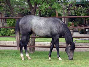AQHA registered Hancock bred quarter horse at CNR Quarter Horses in Lubbock, Texas