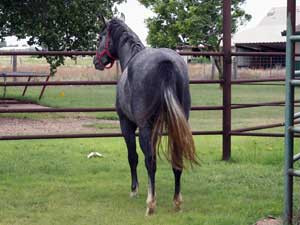 AQHA registered Hancock bred quarter horse at CNR Quarter Horses in Lubbock, Texas