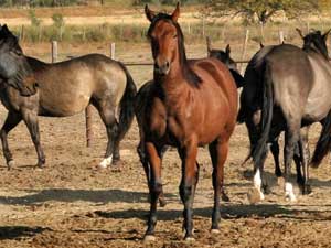 Joe Hancock ~ Tanquery Gin quarter horse filly for sale in Texas