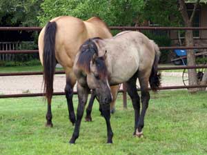 Grullo Blue Valentine Stallion