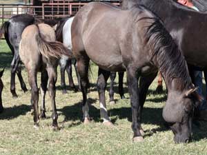 Grullo Blue Valentine Stallion