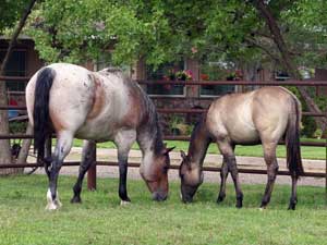 Grullo Blue Valentine Stallion